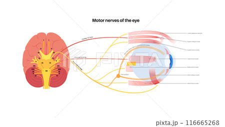 Motor nerves of the eye 116665268