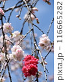二色の桜 116665282