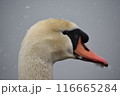白鳥の横顔 116665284