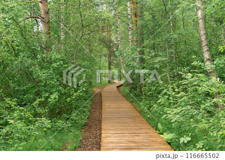 wooden walkways on educational nature trail in the forest 116665502