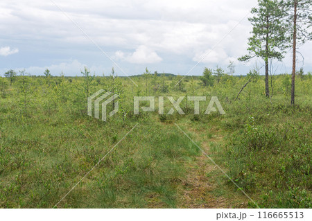 barely noticeable path through the swampy fen barely noticeable path through the swampy fen 116665513