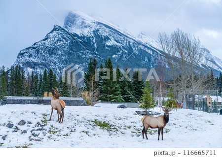 Wild elk roaming freely in Banff Skateboard Park Recreation Grounds in snowy winter. Mount Rundle in the background. Banff National Park, Canadian Rockies. 116665711