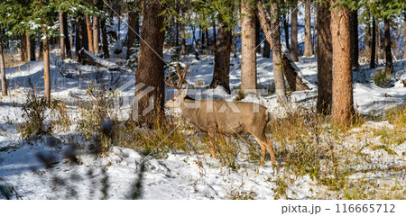 Wild mule deer eating weeds foraging in a snowy forest in winter. Wild mule deer eating weeds foraging in a snowy forest in winter. 116665712