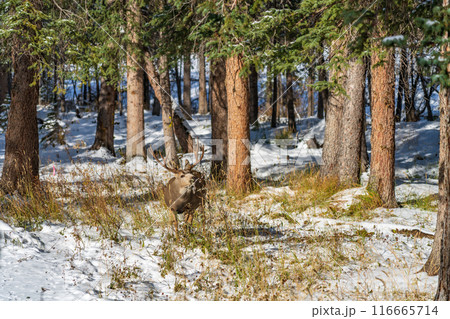 Wild mule deer eating weeds foraging in a snowy forest in winter. 116665714