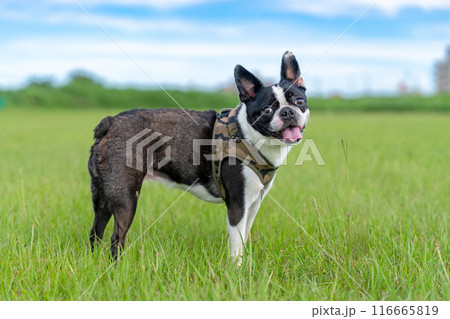 ボストンテリア ボストンテリア 116665819
