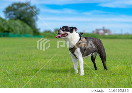 ボストンテリア 116665826