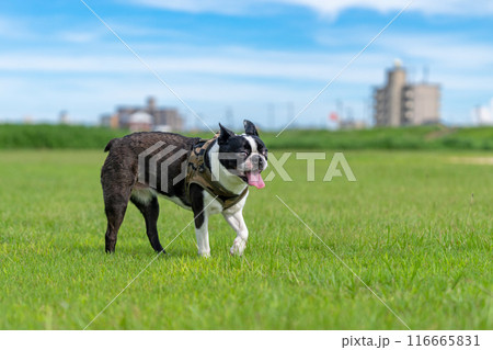 ボストンテリア 116665831