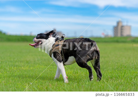 ボストンテリア 116665833