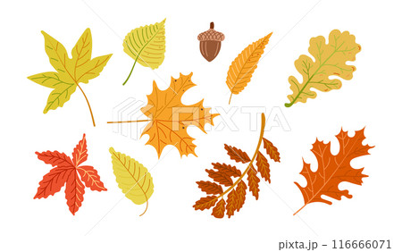 Autumn colored set with leaves in flat style 116666071