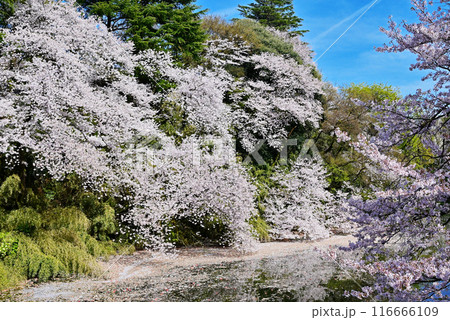桜咲く高岡古城公園　水面に映る満開の桜　富山県観光スポット 116666109