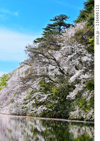 桜咲く高岡古城公園 水面に映る満開の桜 富山県観光スポット 桜咲く高岡古城公園 水面に映る満開の桜 富山県観光スポット 116666111