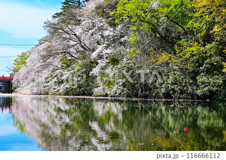 桜咲く高岡古城公園　水面に映る満開の桜　富山県観光スポット 116666112
