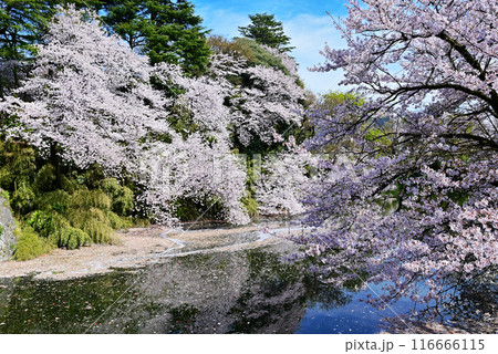 桜咲く高岡古城公園　水面に映る満開の桜　富山県観光スポット 116666115