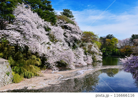 桜咲く高岡古城公園　水面に映る満開の桜　富山県観光スポット 116666116