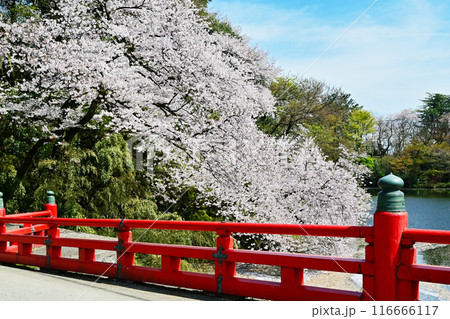 桜咲く高岡古城公園 満開の桜と赤い橋 富山県観光スポット 桜咲く高岡古城公園 満開の桜と赤い橋 富山県観光スポット 116666117