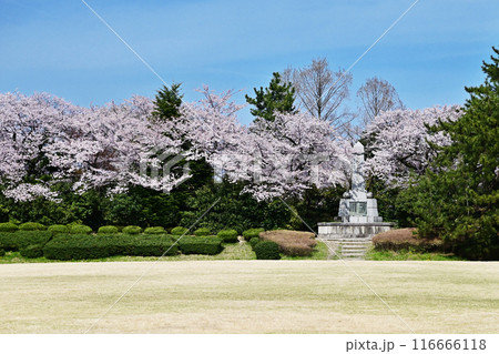 桜咲く高岡古城公園　満開の桜と芝生　富山県観光スポット 116666118