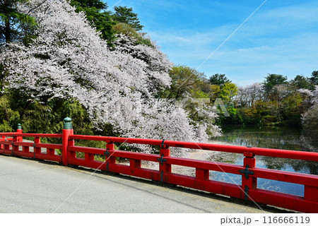 桜咲く高岡古城公園　満開の桜と赤い橋　富山県観光スポット 116666119