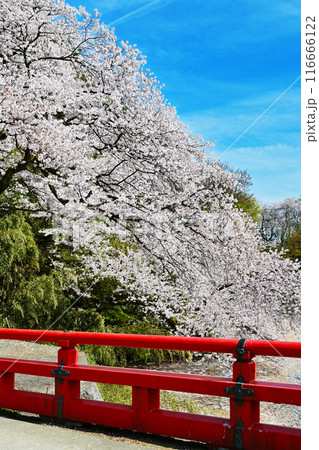 桜咲く高岡古城公園 満開の桜と赤い橋 富山県観光スポット 桜咲く高岡古城公園 満開の桜と赤い橋 富山県観光スポット 116666122