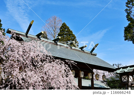 射水神社と満開の桜　桜咲く高岡古城公園　富山県観光スポット 116666248