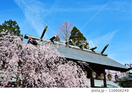 射水神社と満開の桜　桜咲く高岡古城公園　富山県観光スポット 116666249