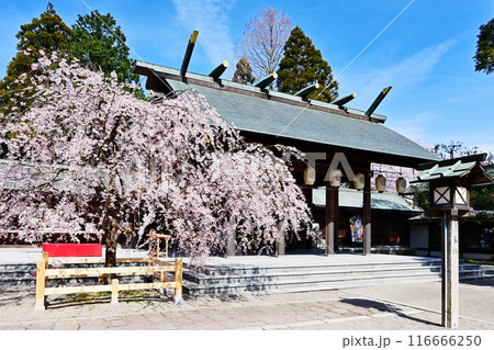 射水神社と満開の桜　桜咲く高岡古城公園　富山県観光スポット 116666250