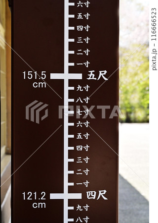 尺度　寸法　測る　高さを測る　イメージ素材 116666523