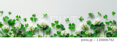 Green Clover Leaves and White Flowers Arranged on a White Background 116666792