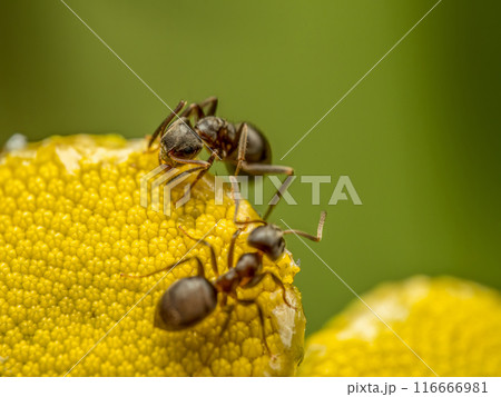 Brown ants moving around on tansy flower heads 116666981