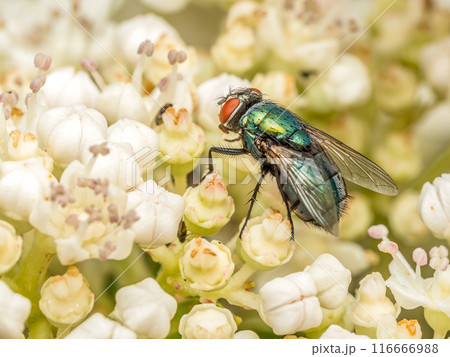 Common European Greenbottle Fly resting on flower head Common European Greenbottle Fly resting on flower head 116666988