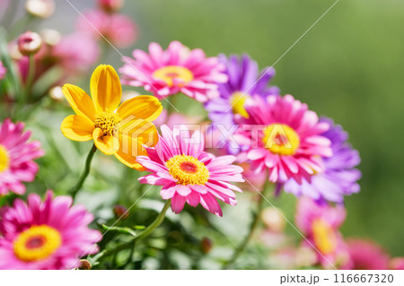 Spring flowers. Marguerite, garden daisy, bellis perennis 116667320