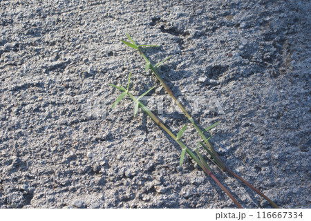 コンクリートの上にほふく茎を伸ばし繁殖するギョウギシバ コンクリートの上にほふく茎を伸ばし繁殖するギョウギシバ 116667334