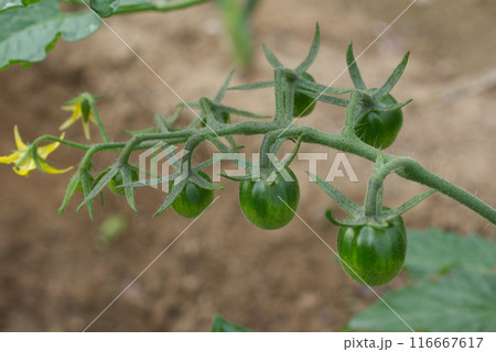 初夏の家庭菜園の実が大きくなってきたミニトマト 116667617
