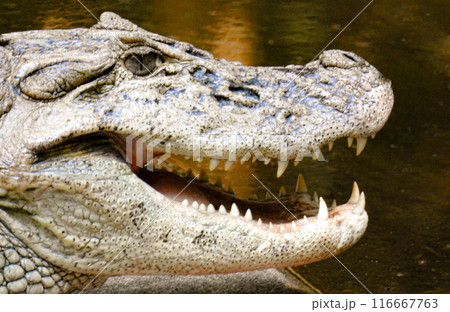 Very close up photo of an alligators or river crocodile at Iguazu Falls  116667763