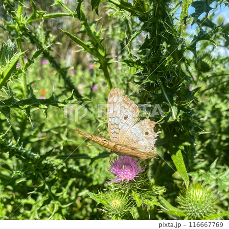 White butterfly standing on milk thistle flowers in a sunny day 116667769