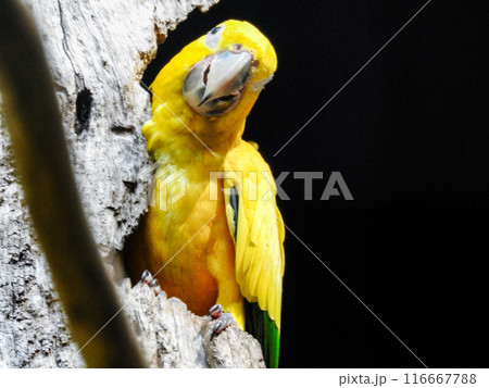 Yellow parrot peeking out of a tree trunk. Exotic tropical birds. Yellow parrot peeking out of a tree trunk. Exotic tropical birds. 116667788