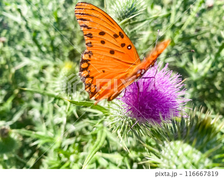Close-up of an orange butterfly libing on a pink thistle flower. Close-up of an orange butterfly libing on a pink thistle flower. 116667819