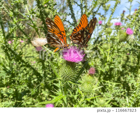 Pair of orange butterflies feeding on a pink thistle flower. Pair of orange butterflies feeding on a pink thistle flower. 116667823