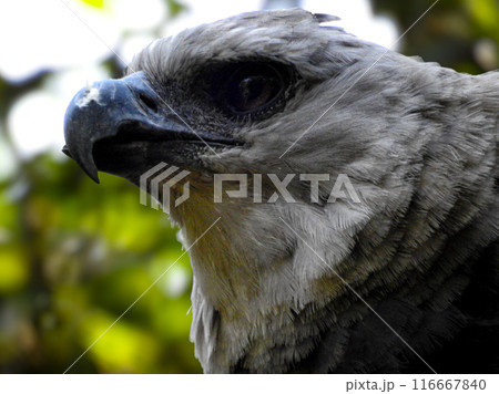 Close-up photo of a harpy eagle, typical of Iguazu Park. Close-up photo of a harpy eagle, typical of Iguazu Park. 116667840