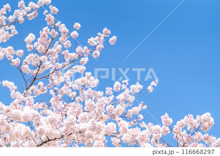 桜　青空　前ボケ中間ピント後ボケ　右上空 116668297