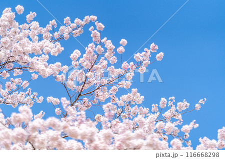 桜 青空 前ボケ後ピント 右上空 桜 青空 前ボケ後ピント 右上空 116668298