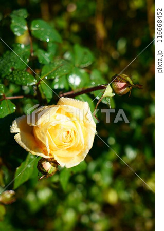 6938 バラ ティップントップ 6938 バラ ティップントップ 116668452