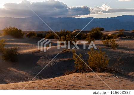 The Flat Sand Dunes 116668587