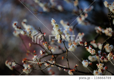 春を告げる花　ウメ 116668789
