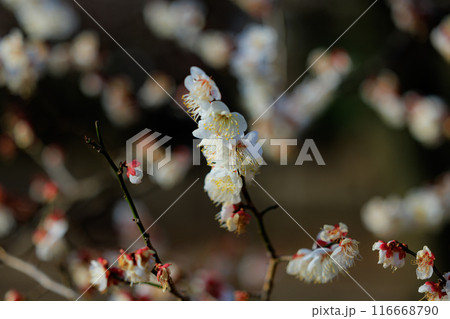 春を告げる花　ウメ 116668790