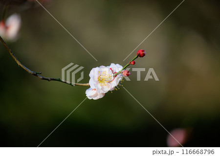 春を告げる花　ウメ 116668796