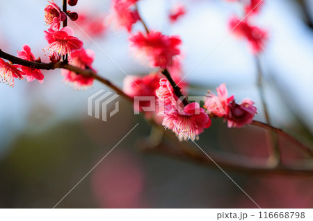 春を告げる花　ウメ 116668798