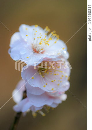 春を告げる花 ウメ 春を告げる花 ウメ 116668813