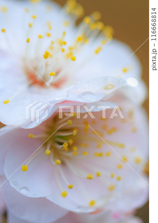 春を告げる花 ウメ 春を告げる花 ウメ 116668814