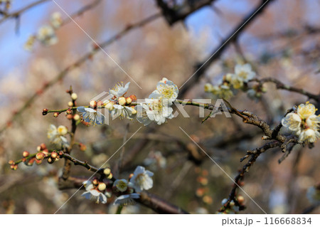 春を告げる花 ウメ 春を告げる花 ウメ 116668834
