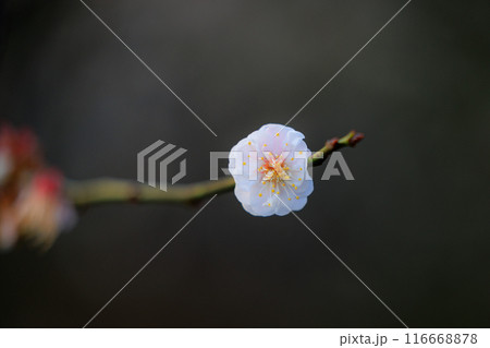 春を告げる花 ウメ 春を告げる花 ウメ 116668878